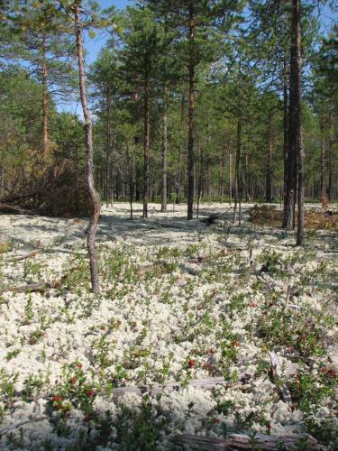 Брусника на ягеле Рябец Д.А., ЗГД  -Главный  геолог (1)